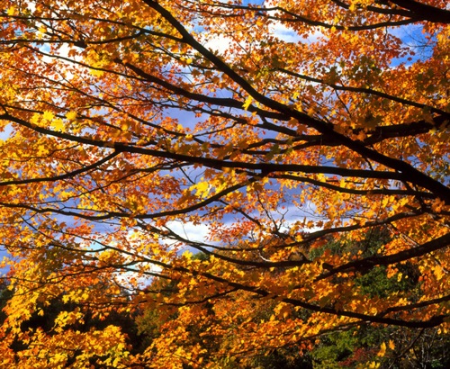 Sugar Maple, Frelinghuysen Arboretum, Morris County, NJ (MF).jpg Sugar Maple, Frelinghuysen Arboretum, Morris County, NJ (MF).jpg